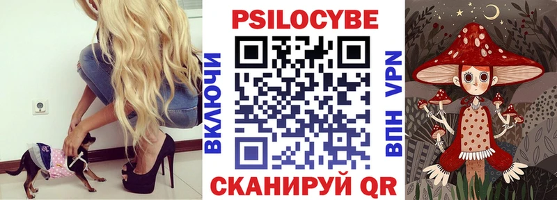 Купить  Кяхта  Псилоцибиновые грибы Cubensis 